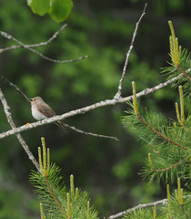 shrike in the forest. summer
