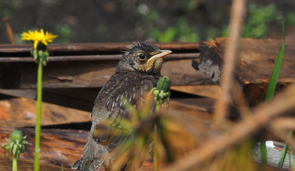 thrush in the forest