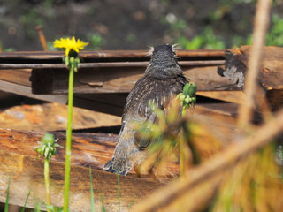 thrush in the forest
