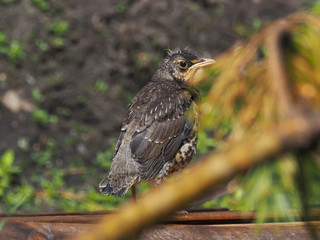 thrush in the forest