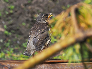thrush in the forest