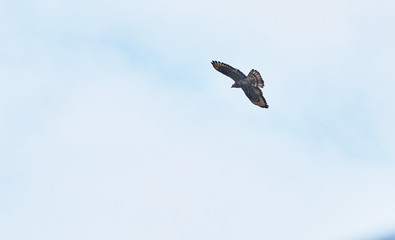 bird of prey the blackbird flies in the sky