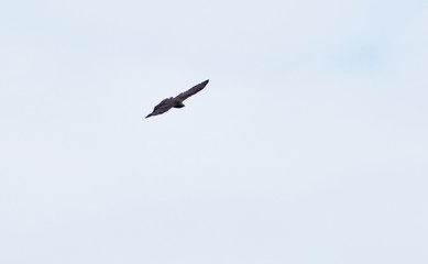 bird of prey the blackbird flies in the sky