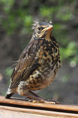 thrush in the forest