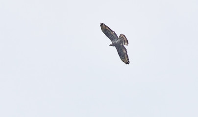 bird of prey the blackbird flies in the sky