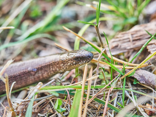 Slowworm in forest