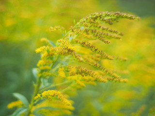 yellow flowers of goldenrod in the forest