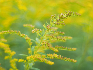 Fototapeta na wymiar yellow flowers of goldenrod in the forest