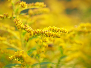 yellow flowers of goldenrod in the forest