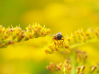 yellow flowers of goldenrod in the forest