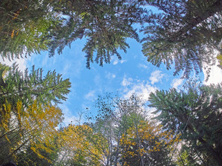 Fototapeta premium trees from the bottom up. Autumn forest