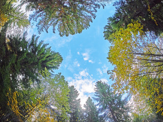trees from the bottom up. Autumn forest