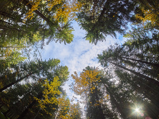 trees from the bottom up. Autumn forest