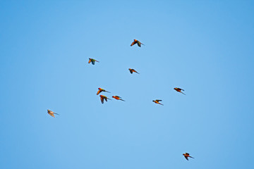 macaw with Blue Sky  background