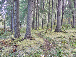 in the coniferous forest. autumn