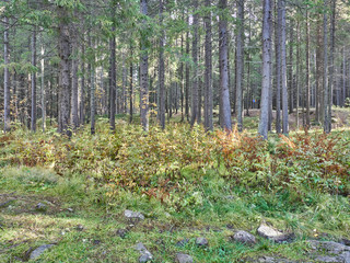 in the coniferous forest. autumn