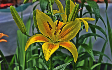 yellow orange lily