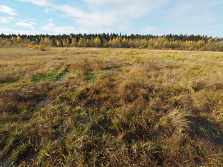 glade in the autumn forest
