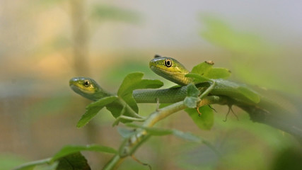Zwei Raue Grasnattern (Opheodrys aestivus) im Alter von einem Monat
 
