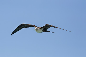 Fregattvogel in der Karibik