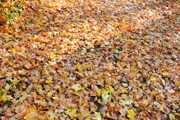 Yellow autumn leaves isolated on a color background.