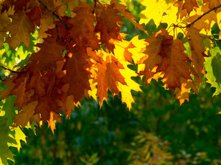 Naklejka na ściany i meble Autumn leaves on the sun and blurred trees. Beautiful autumn background.