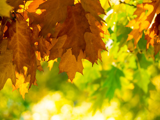 Autumn leaves on the sun and blurred trees. Beautiful autumn background.