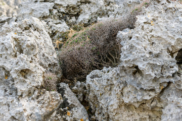 lichen on a rock