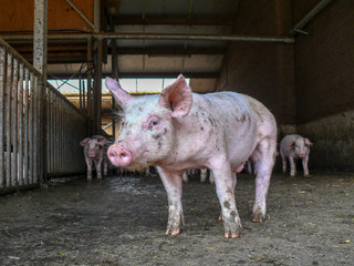 Cute little piggy, looking modest, shy, in a dirty muddy pig pen, pigsty with a few other piglets at the background.