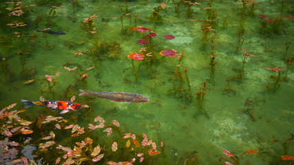 Water Lilies like Monet's painting