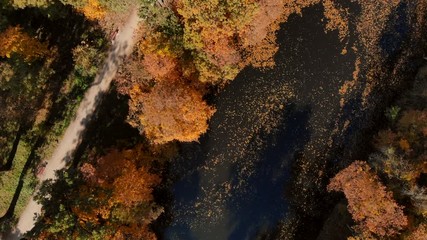 drone flight over autumn forest