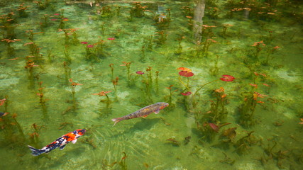 Water Lilies like Monet's painting
