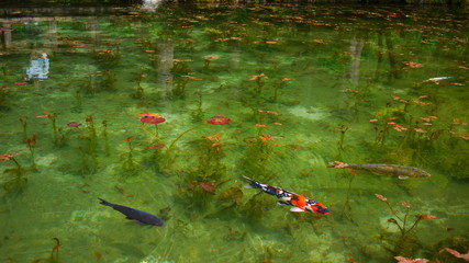 Water Lilies like Monet's painting