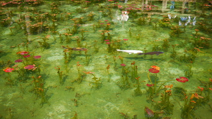 モネの池　錦鯉　睡蓮