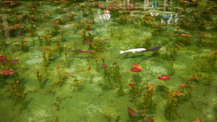 モネの池　錦鯉　睡蓮