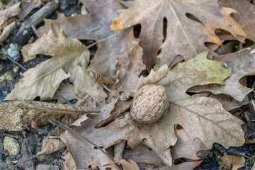 Walnut on the autumn leaves on the ground