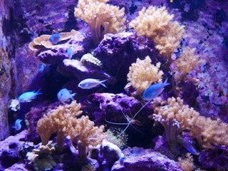 Fototapeta na wymiar aquarium