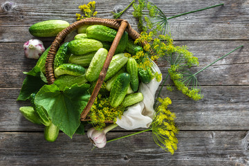 Fresh cucumbers and dill freshly harvested from the garden
