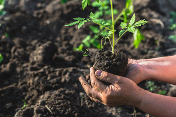 Gardener's hands planting seedlings in the garden. Spring gardening and organic farming concept.