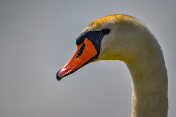 Fototapeta premium portrait of a swan