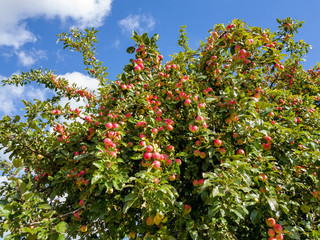 Fototapeta premium Red apples on apple tree branch
