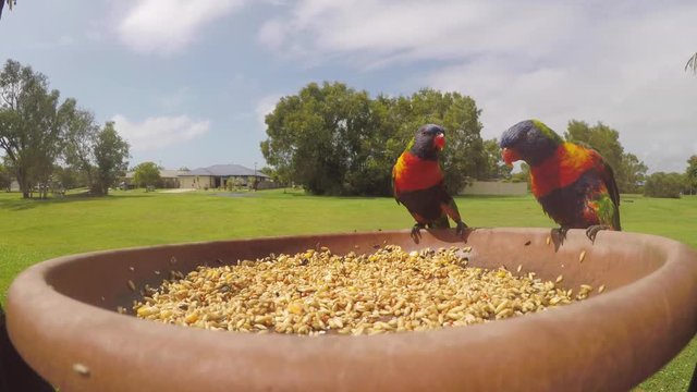 Rainbow lorikeets eating seeds from a bird feeder