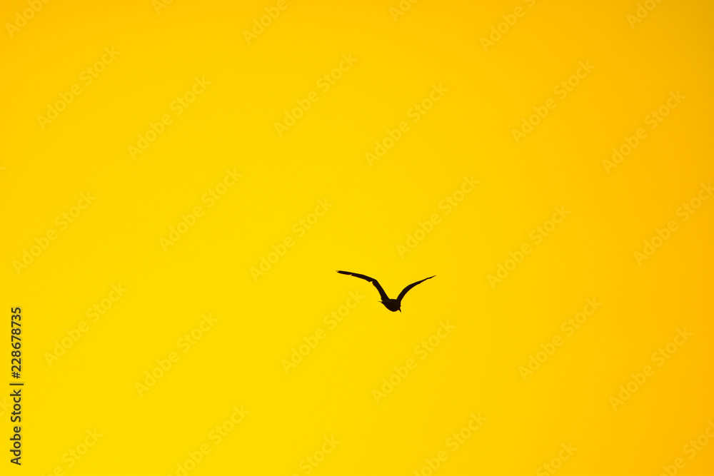 Poster silhouette of bird flying