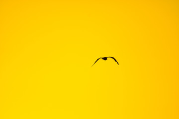 silhouette of gull in the sky