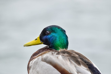 male mallard duck