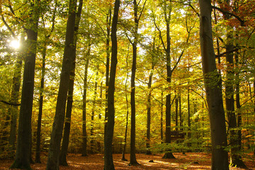Naklejka premium wood autumn