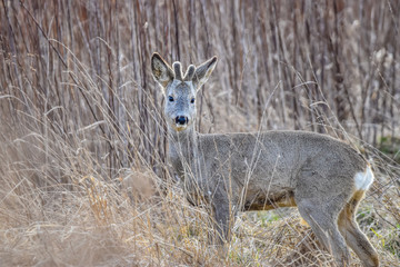 deer in grass