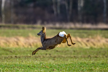 running deer in the field