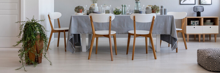 Panorama of white chairs at table in grey elegant dining room interior with plant and pouf. Real photo