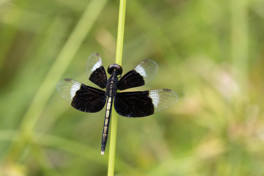 Thailand, Pied paddy skimmer, Neurothemis tullia